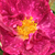 Roz - Trandafir gallica - Alain Blanchard